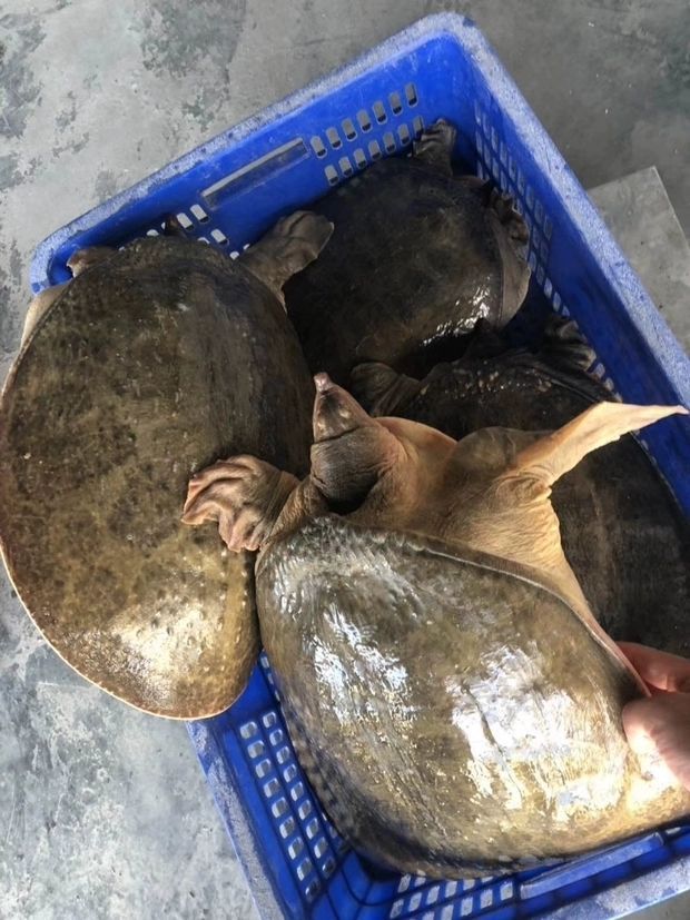 20斤一只至5斤一只超大放养甲鱼中型鲜活超大甲鱼