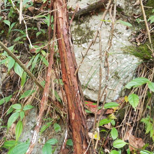 铜仁红刺藤枝条  大山里的红刺。