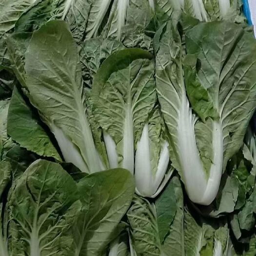 曹县快菜 芽白苗，毛白菜，小白菜。山东产地直发