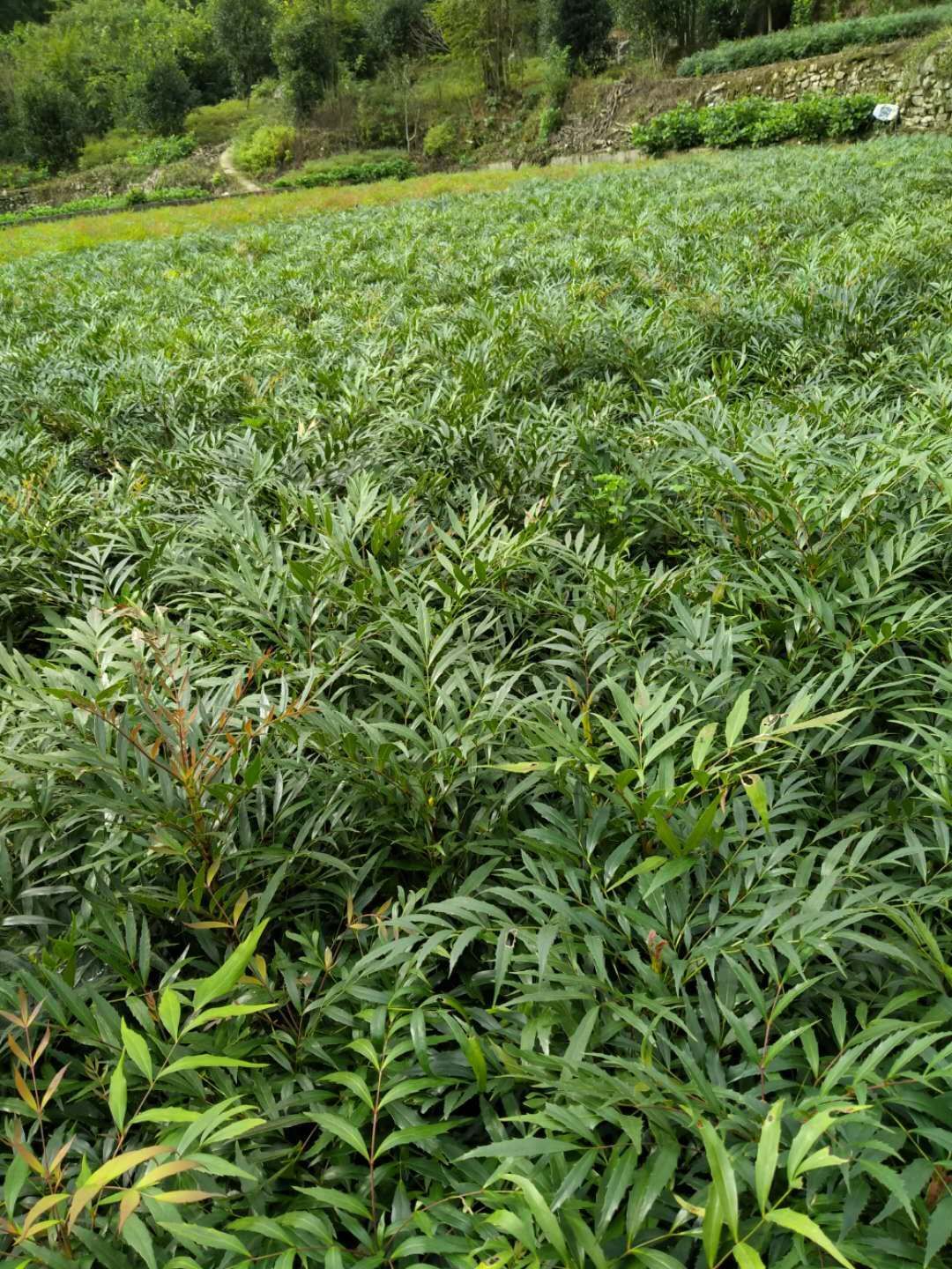 十大功勞  重慶基地批發(fā)年產(chǎn)量200萬(wàn)苗大價(jià)格美麗質(zhì)量好