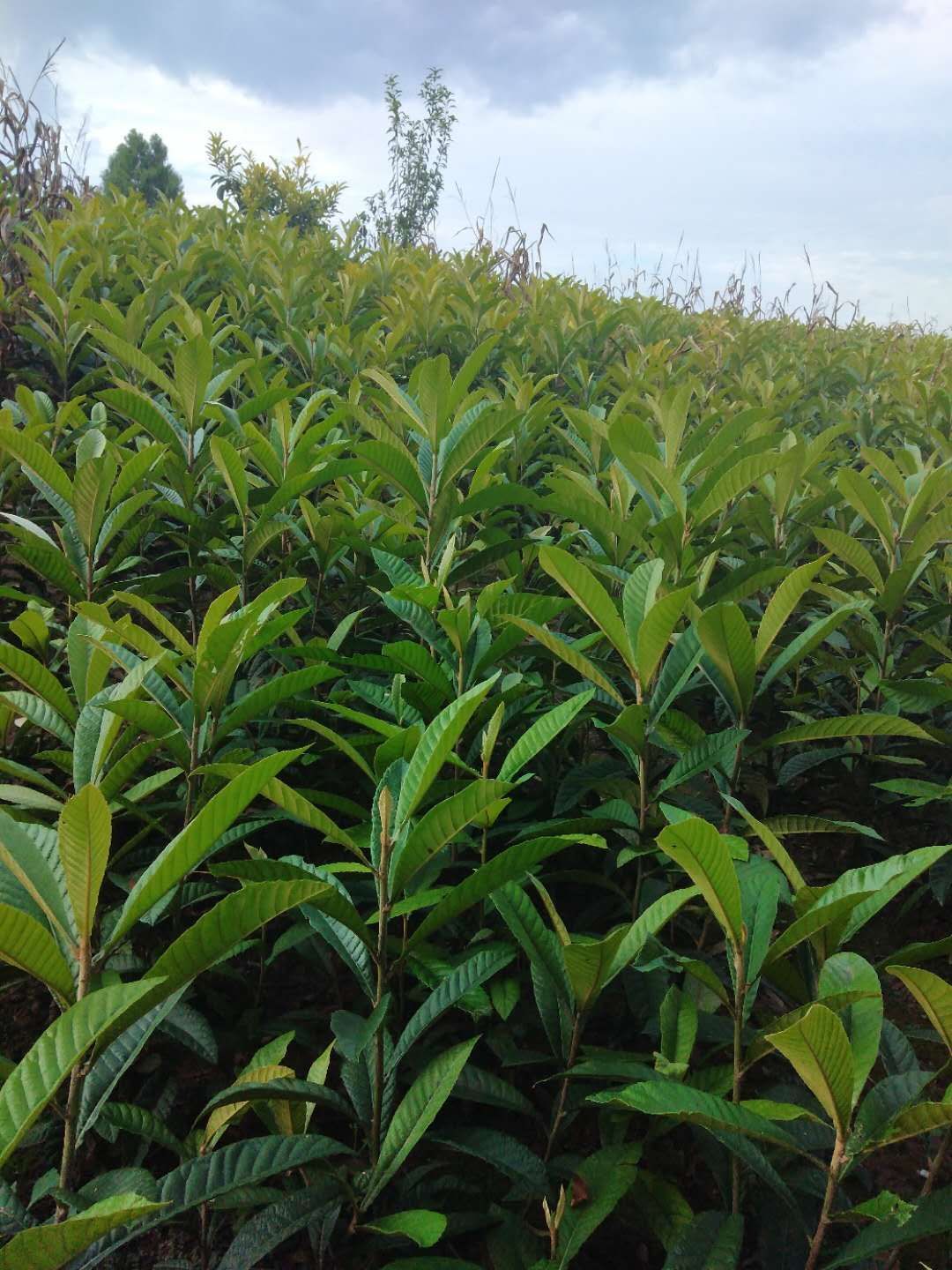 大五星枇杷苗  枇杷苗