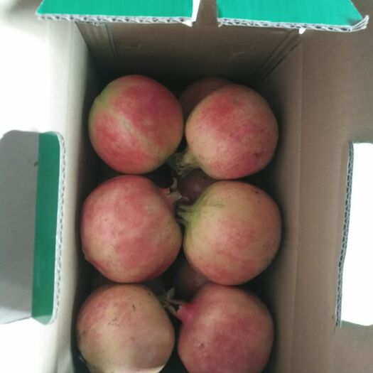 巩义市 突尼斯软籽石榴，个大，籽饱，甜度大