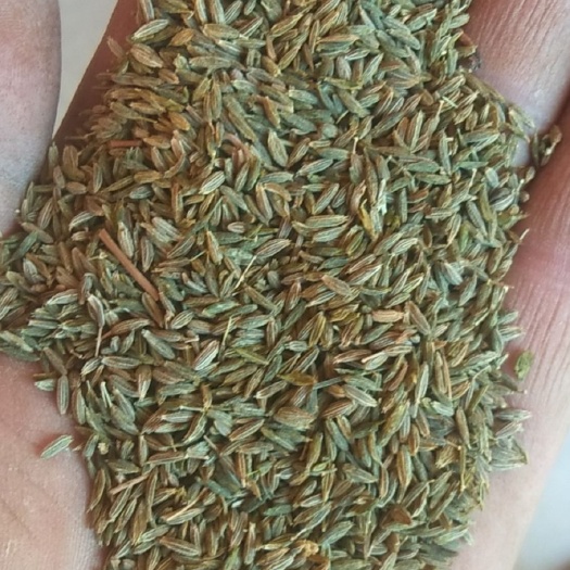 金塔县甘肃孜然，过风去石，干度好，颜色绿，味道浓，价格还便宜