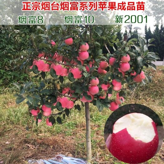 平邑县烟富10苹果苗 烟富10号烟富8号嫁接苹果苗自家育苗品种纯度高南北方均可种植
