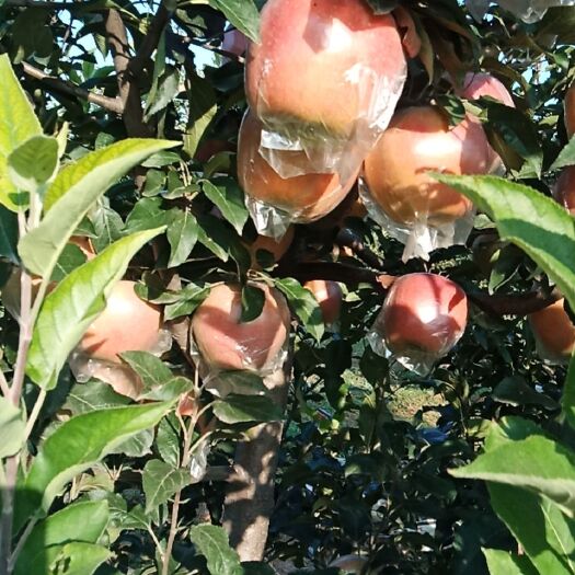 中秋王苹果 75mm以下 条红 膜袋 