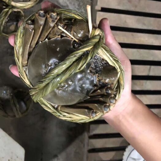 兴化市江苏兴化大闸蟹4公