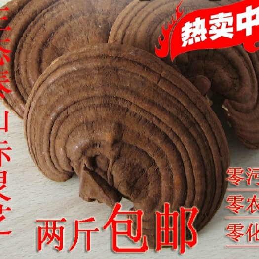 泰安赤灵芝 泰山灵芝 绿色保健纯绿色