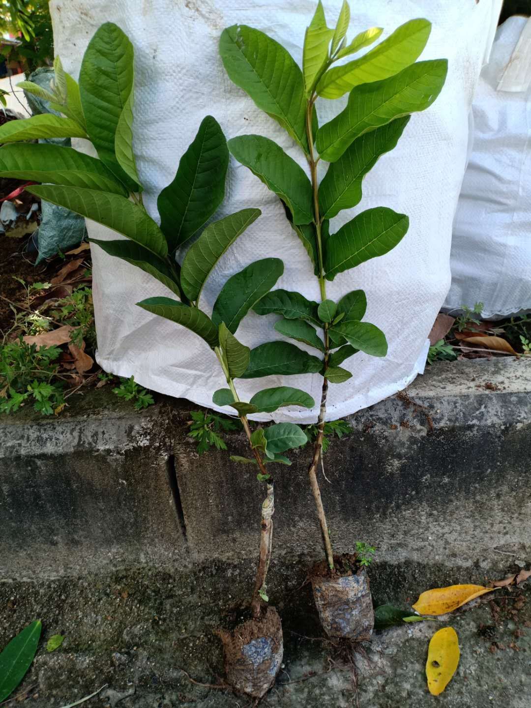 番石榴苗  自家种植的，品质保证，提供种植技术