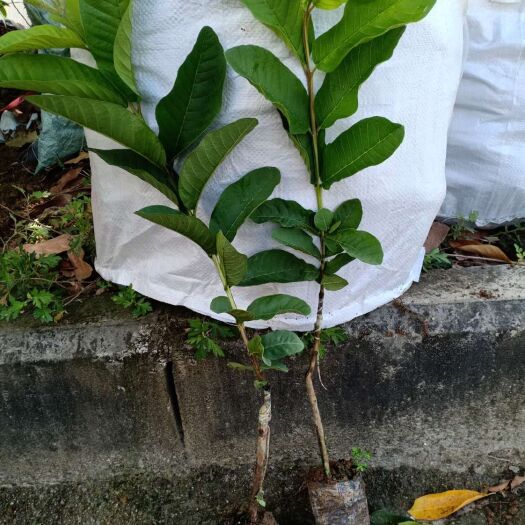 普宁市番石榴苗  自家种植的，品质保证，提供种植技术