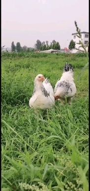 嘉祥县婆罗门鸡苗 大体形婆罗门鸡