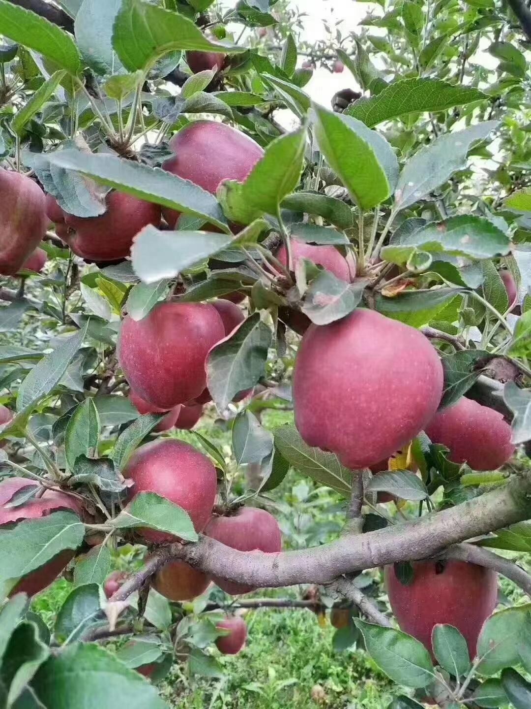 陇南礼县新鲜红星苹果 花牛苹果 蛇果直供批发