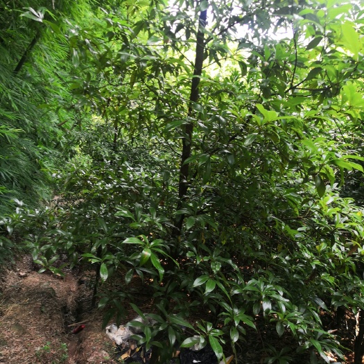 合江县金丝楠木批发2∽6公分