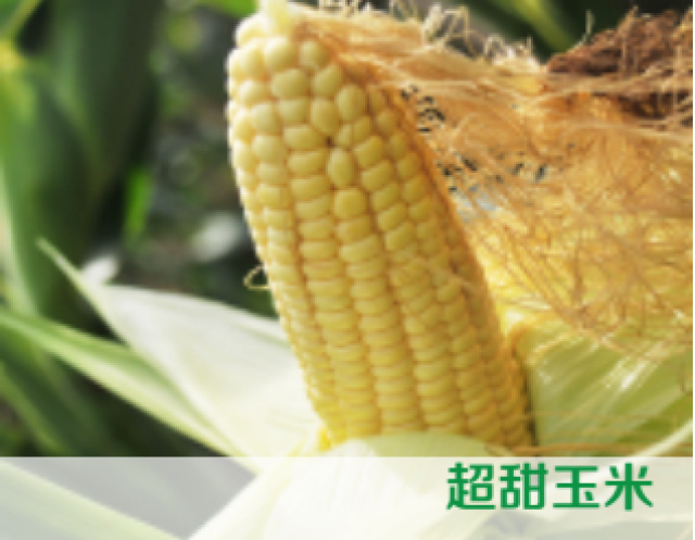 广州玉米笋 甜糯 带壳 