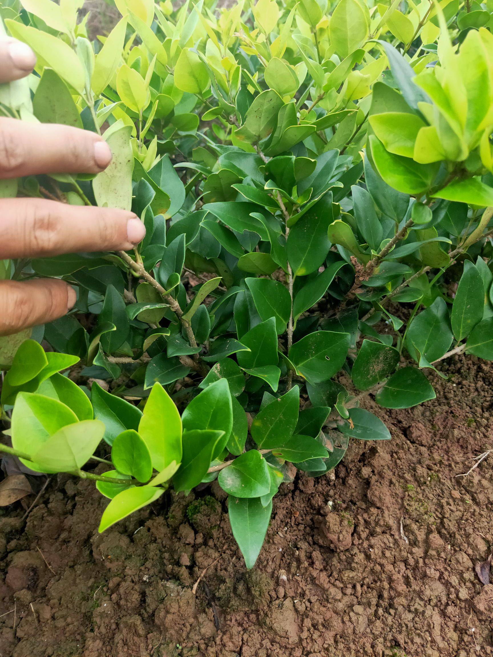 金钱树 精品山货，，，量大从优