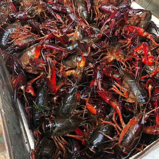 潜江市小龙虾  潜江市7~9钱大青大红