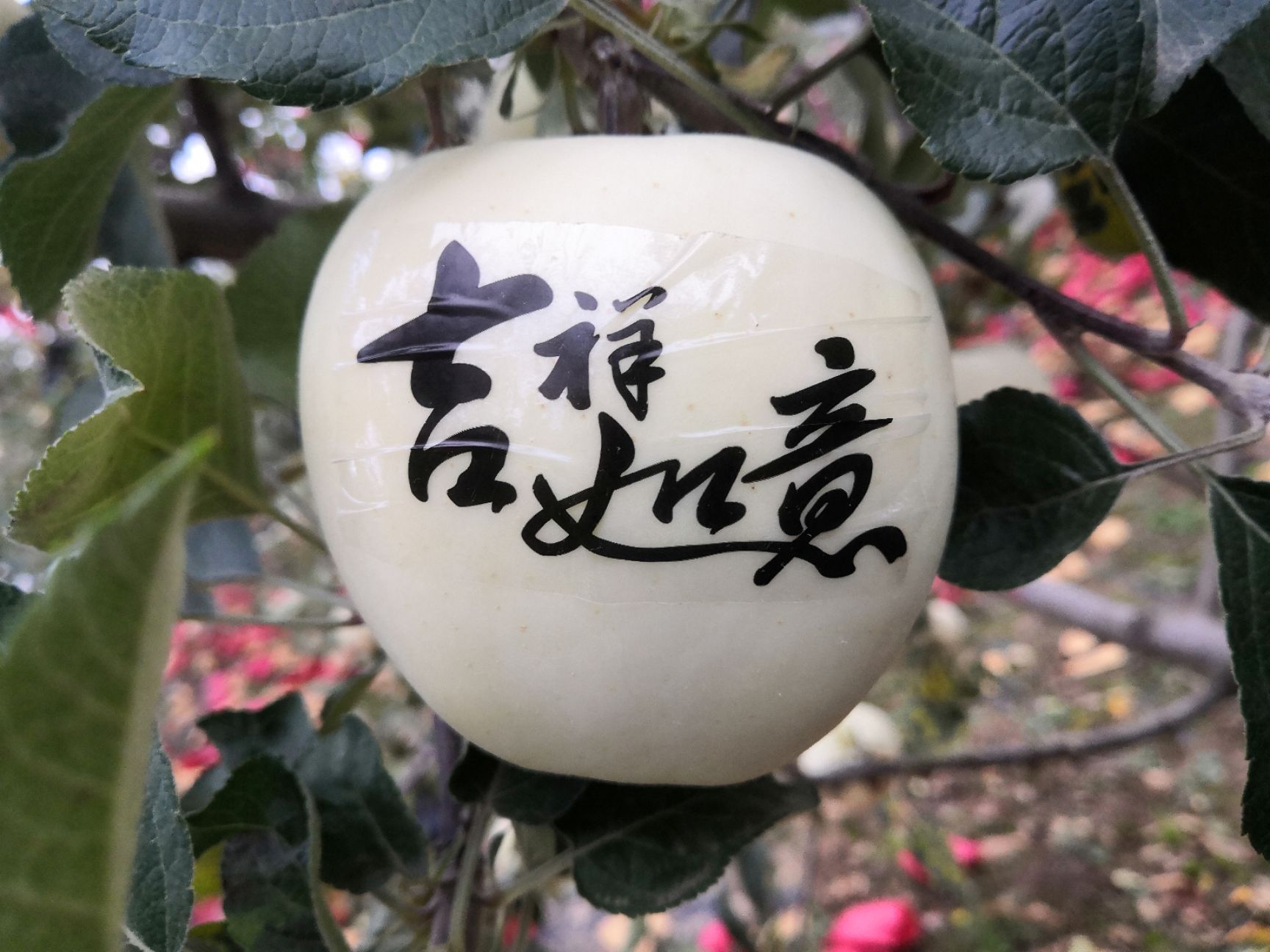  静宁苹果艺术苹果精品大果水晶红富士
