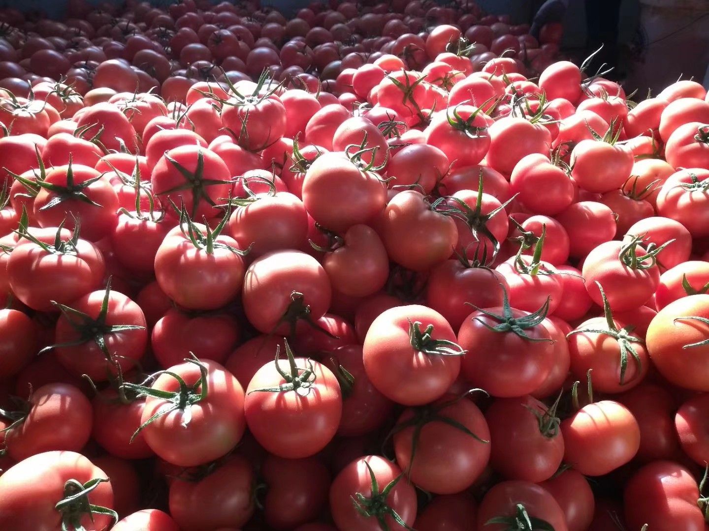寿光市寿光硬粉沙瓤西红柿，高温棚种植，果型好，颜色亮度高，质量稳定