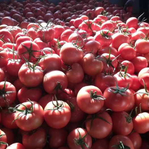 【硬粉西红柿】寿光精品西红柿高温棚种植，果型周正，货期长