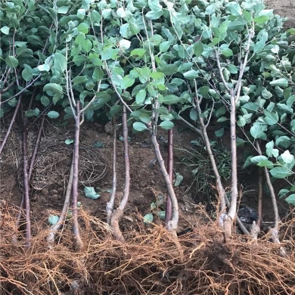 花牛苹果树苗  苹果树花牛果树苗自家育苗品种纯度高南北方均可种植成活率
