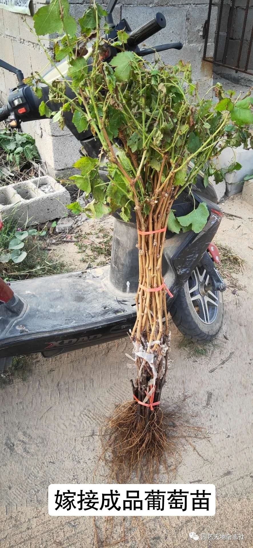  蜜光葡萄苗早熟抗病好管理，自然果，根系发达粗度达到0.5以上