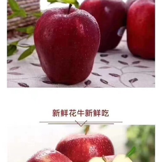 礼县陇南礼县新鲜红星苹果 花牛苹果 蛇果直供批发