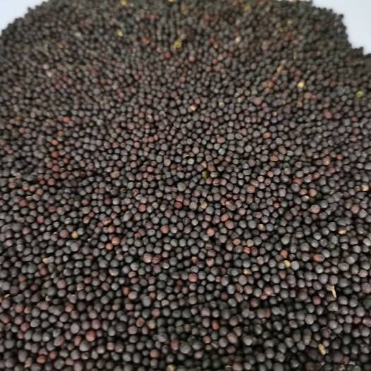 牙克石市油菜籽