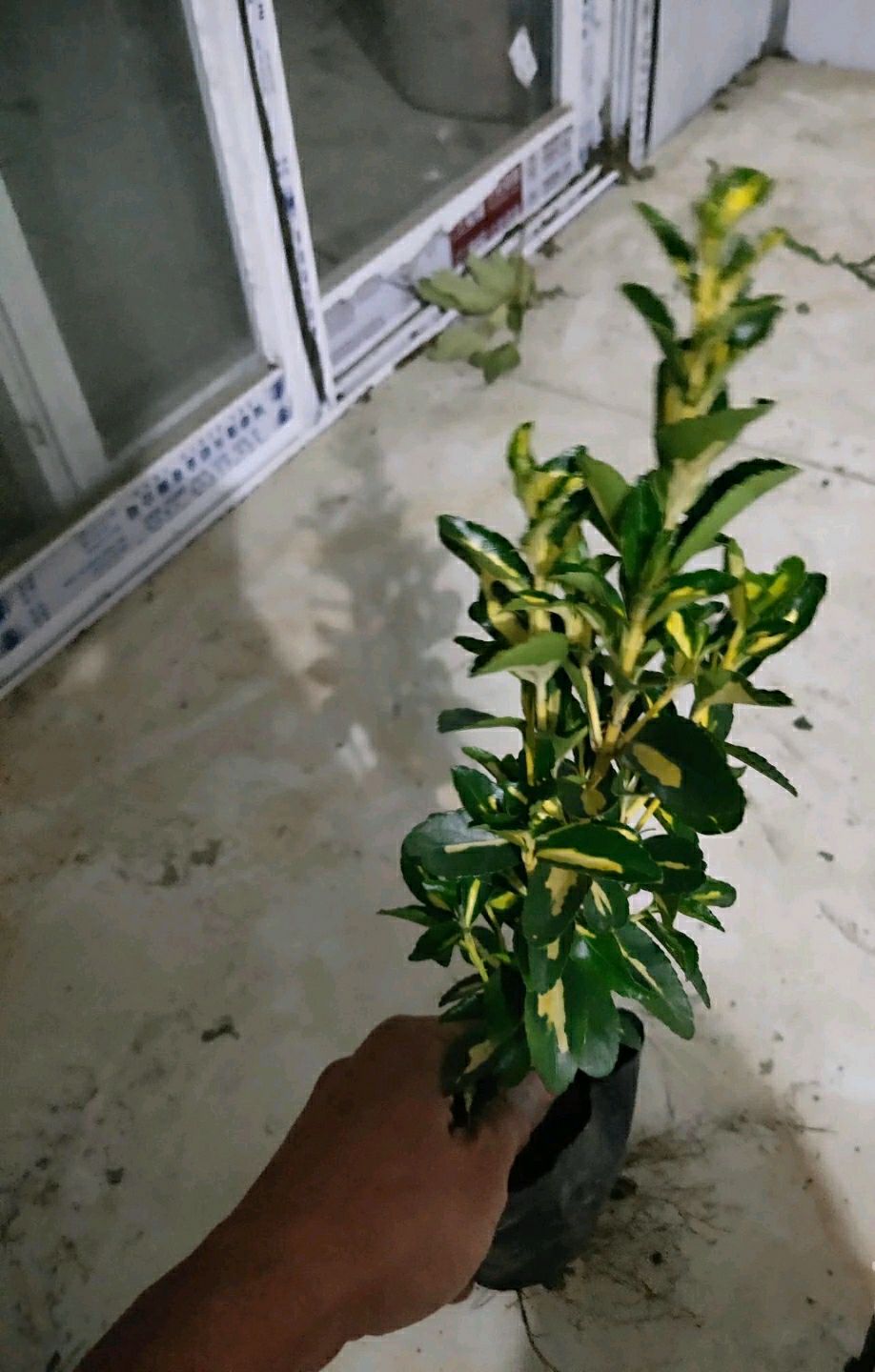 金边黄杨 