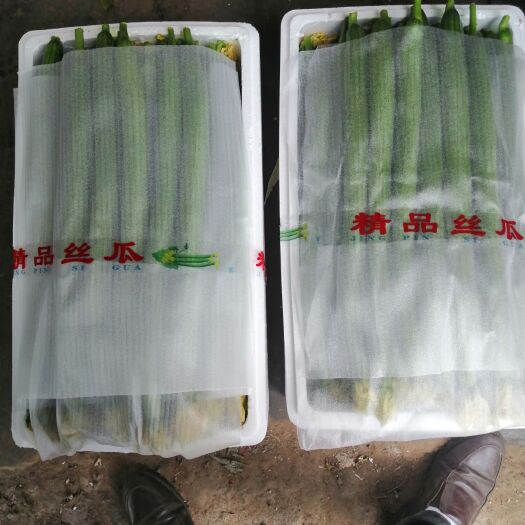 寿光鲜花丝瓜 ， 高温棚种植，鲜花，瓜条直，颜色正，质量稳定