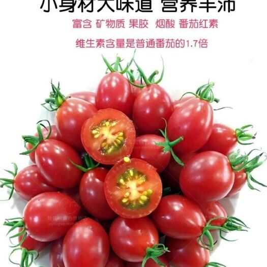 平度市釜山88圣女果 釜山88，爆浆多汁，酸甜爽口，老少皆宜，小番茄中的佼佼者
