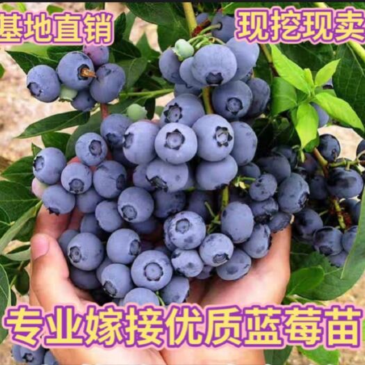 平邑县兔眼蓝莓苗  蓝莓苗  四季嫁接蓝梅苗种植 南北方当年结果蓝莓树苗