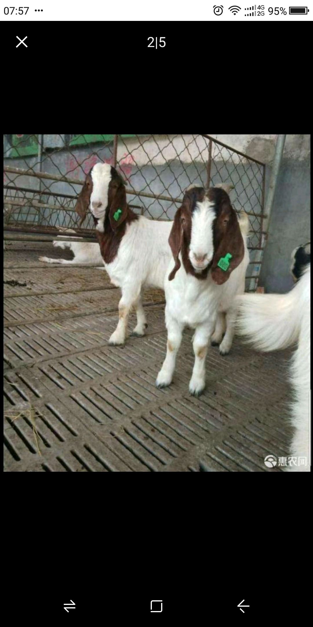 山羊  纯种波耳山养，放养，圈养，观赏宠物！
