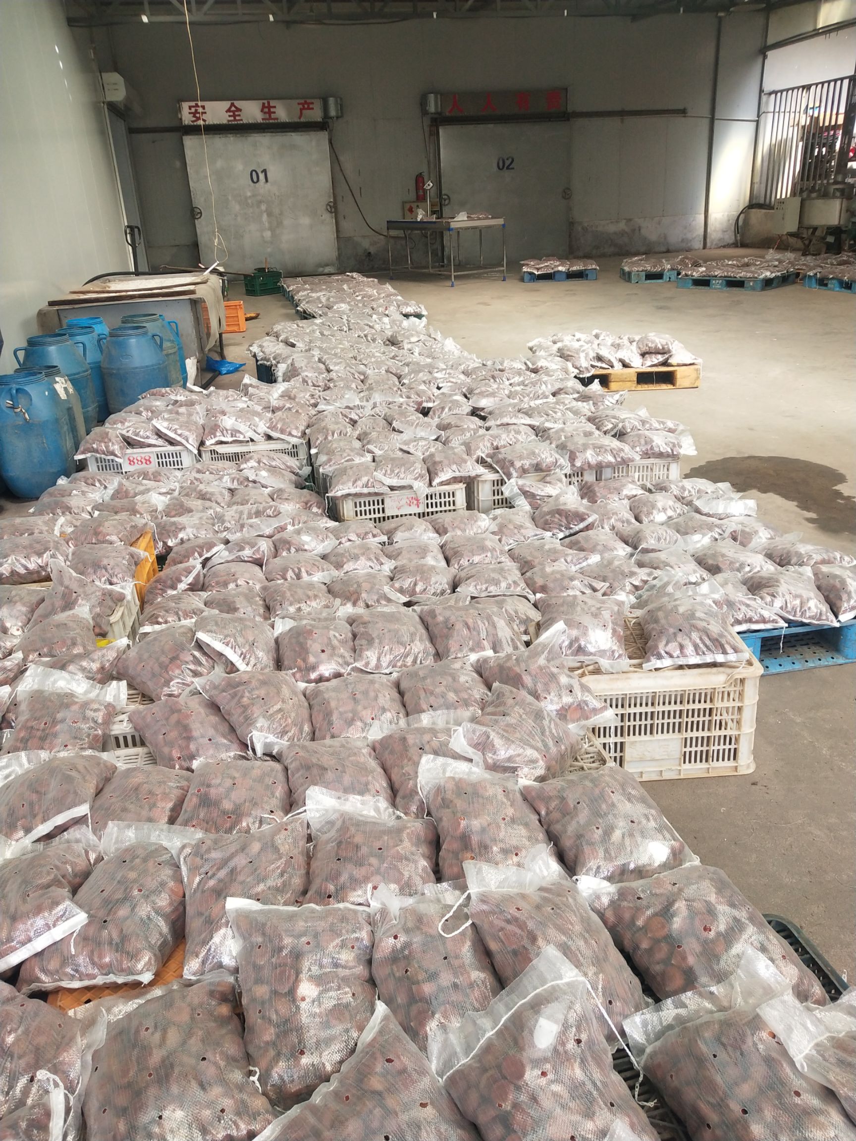 丹东板栗 板栗5斤重，一件代发