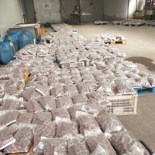 东港市丹东板栗 板栗5斤重，一件代发