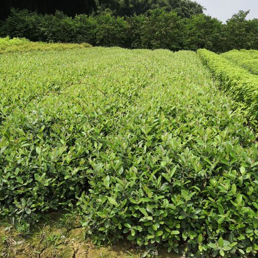 广州桃金娘苗 0.5米以下 