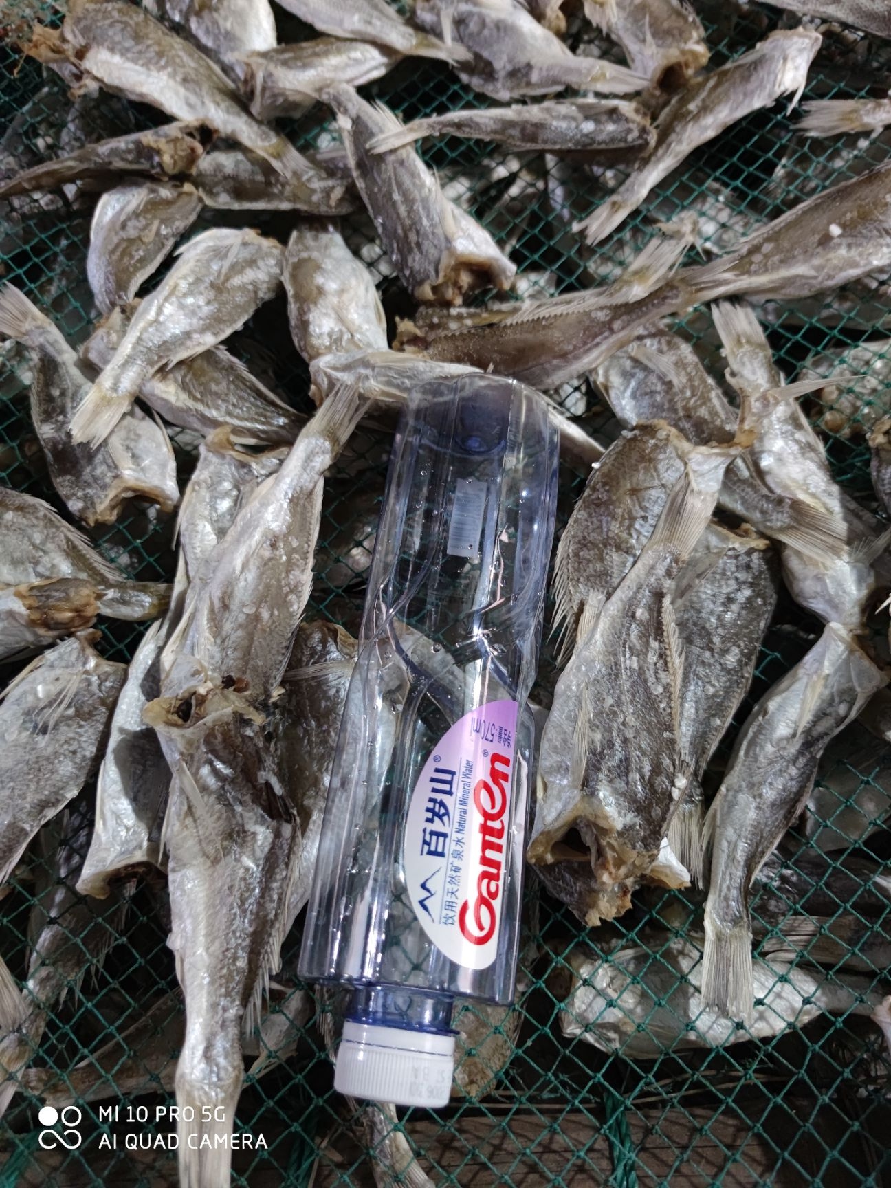北部湾 特产黄花鱼干小鱼干咸鱼干滑