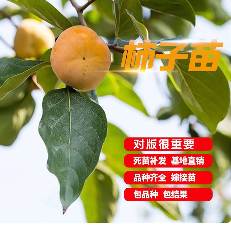 鸡心柿苗 鸡心柿子树苗嫁接苗自家育苗品种纯度高南北方均可种植