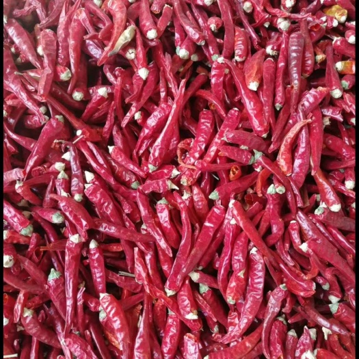 长沙园椒 我们自己种植基地的产品，辣椒肉质厚，辣度高，香气扑鼻