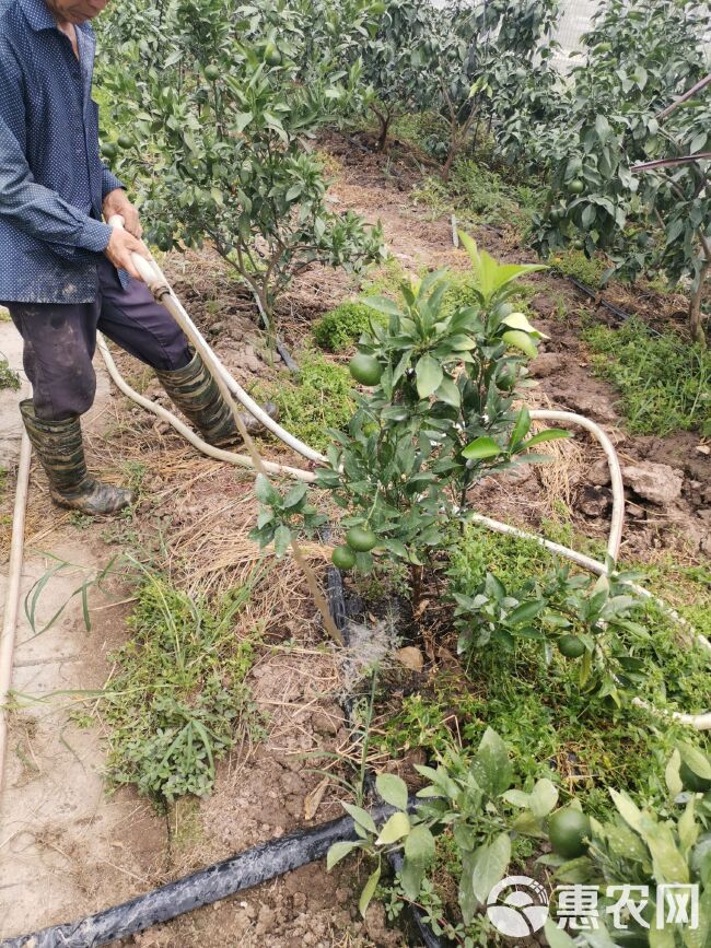 蜜夏柑桔苗  蜜夏柑柑桔苗，初夏成熟的柑橘～