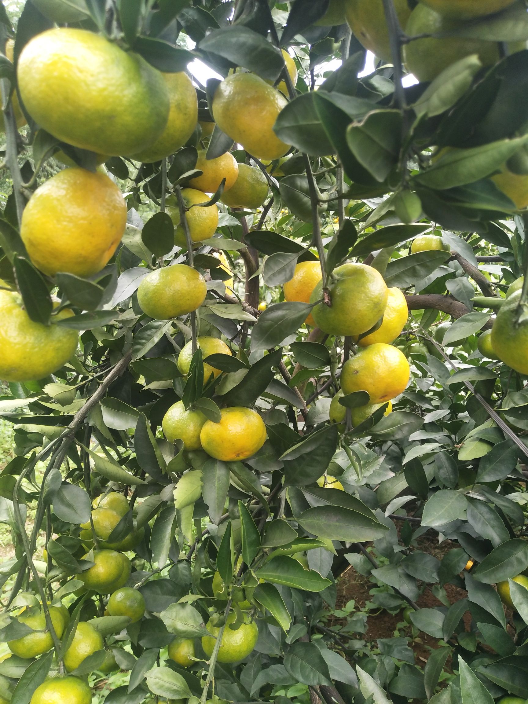 特早蜜桔  我们这里是种植柑桔之地，现在大量上市了