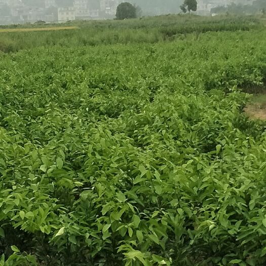 荔浦市有籽沃柑移植苗