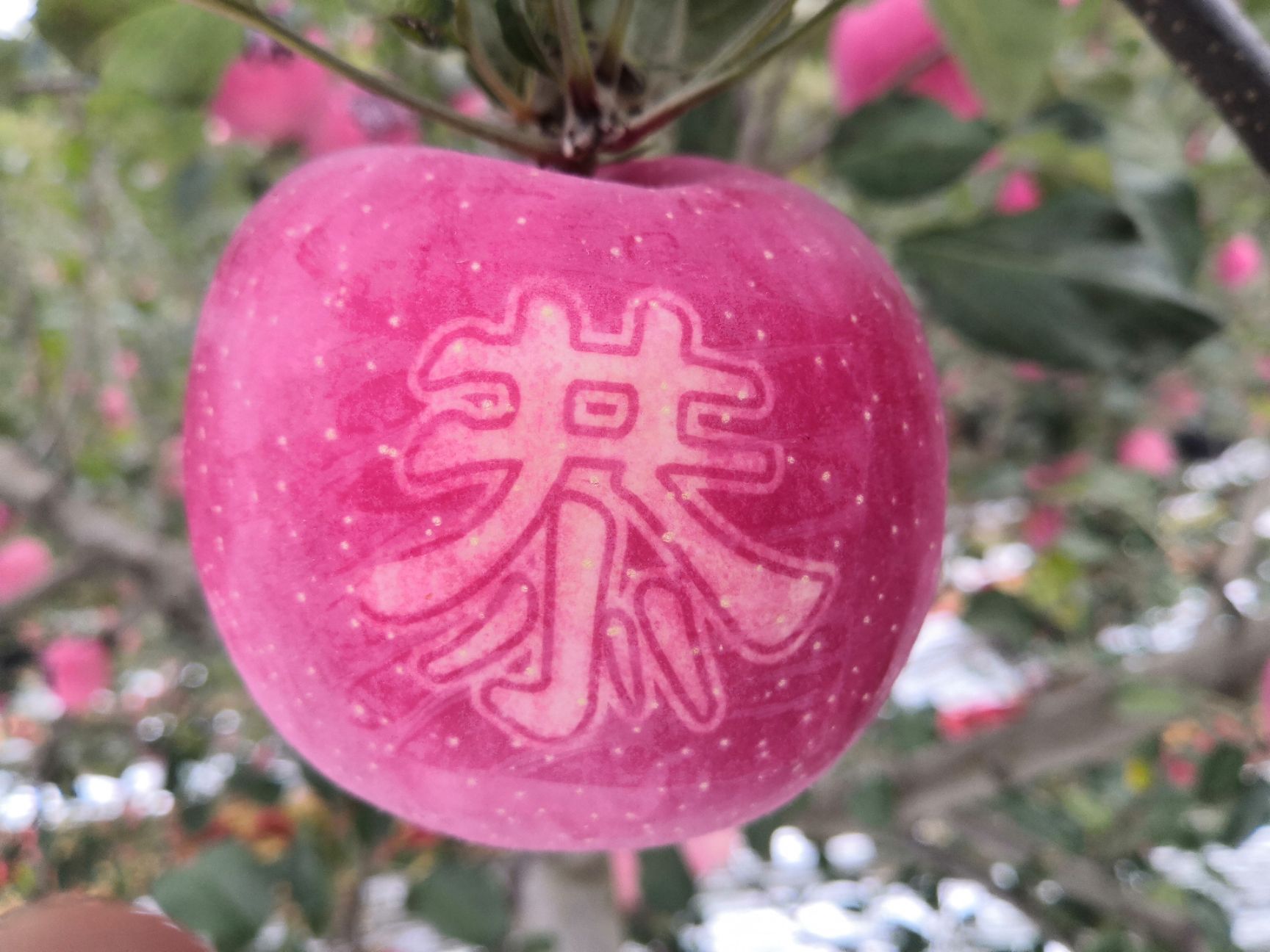  静宁苹果艺术苹果精品大果水晶红富士