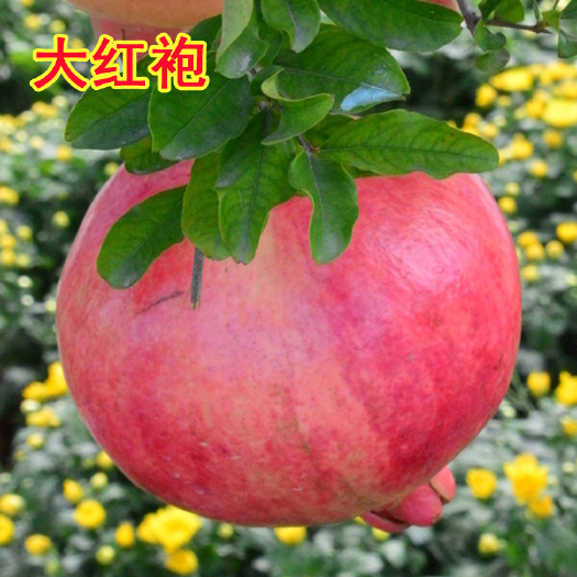 平邑县花石榴苗  大红袍石榴树苗种植家庭院盆栽地栽果树苗当年结果包品种