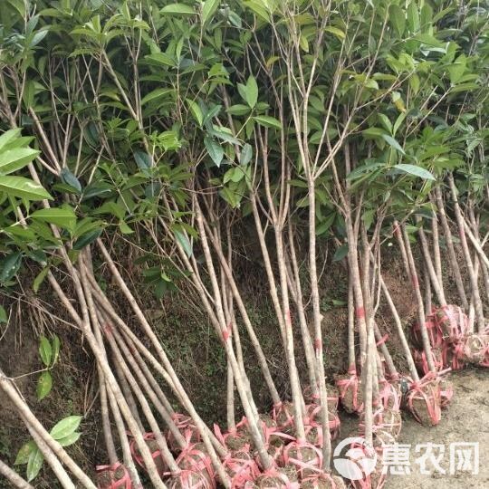  桂花树苗金桂银桂丹桂四季桂大量出售