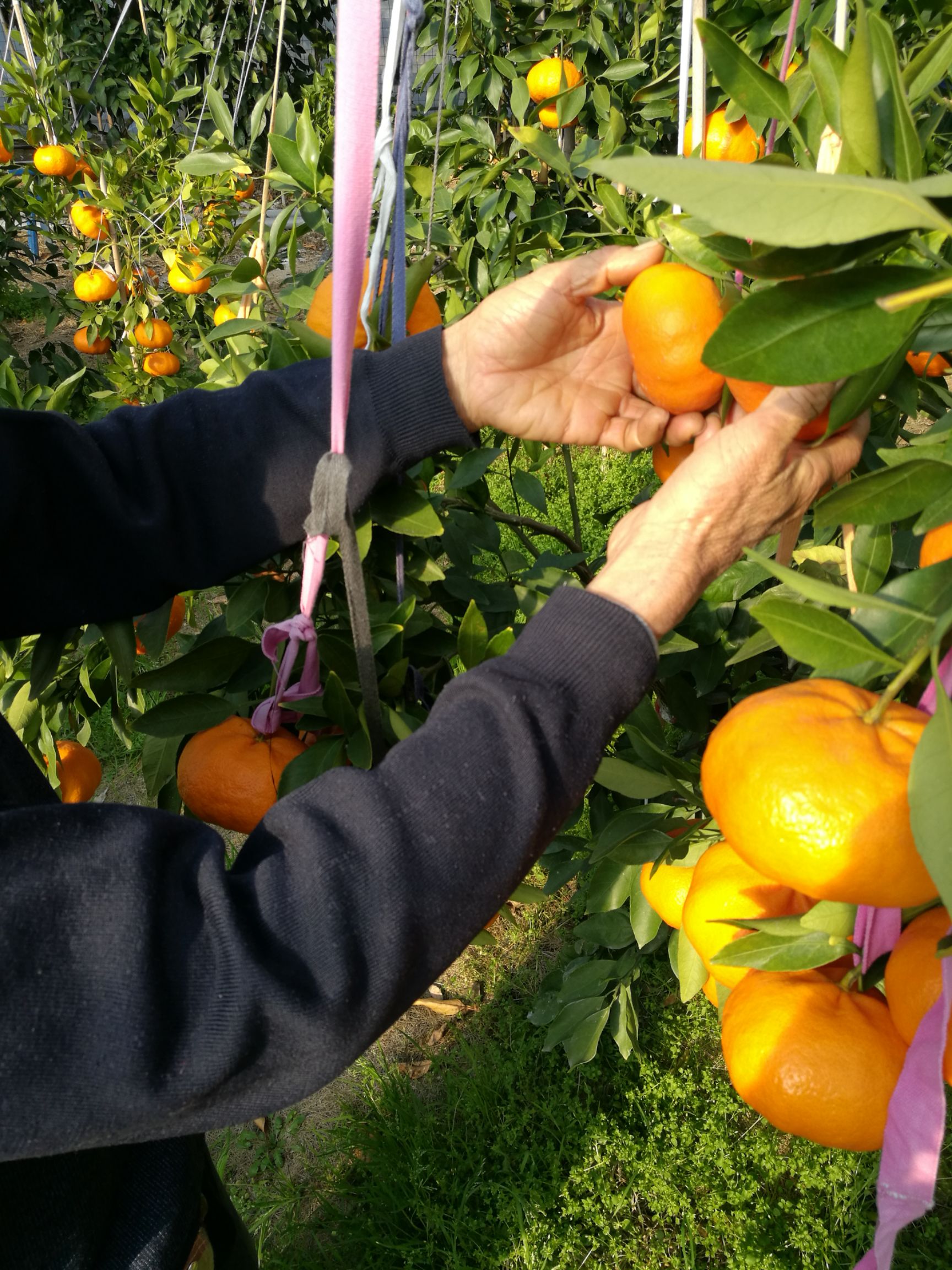 甘平柑橘苗  甘平挂果树，小苗长成，挂果年限大于高接换种果树