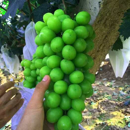 平邑县嫁接阳光玫瑰葡萄苗葡萄树苗