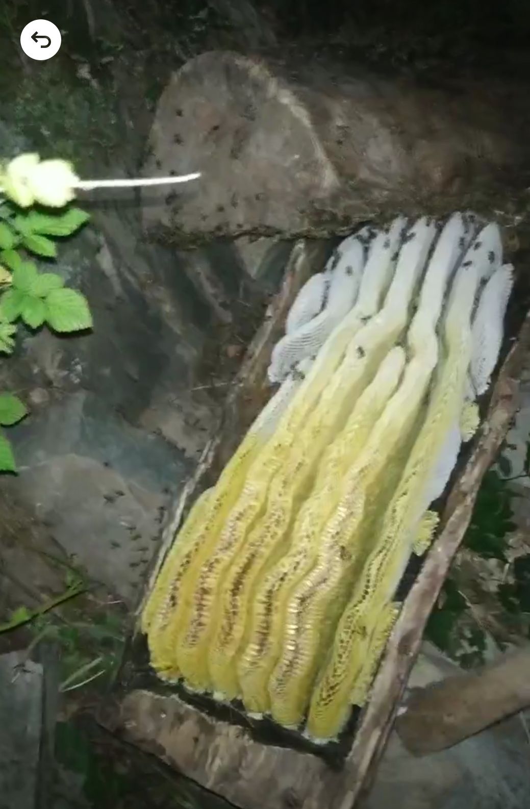 农村土蜂蜜，百花蜜