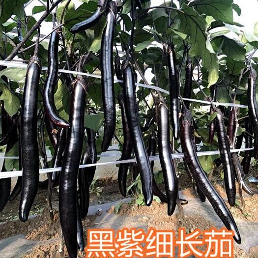 宜昌茄子种子  细黑长茄种子黑美人1号 皮紫黑色长棒型 抗病性强