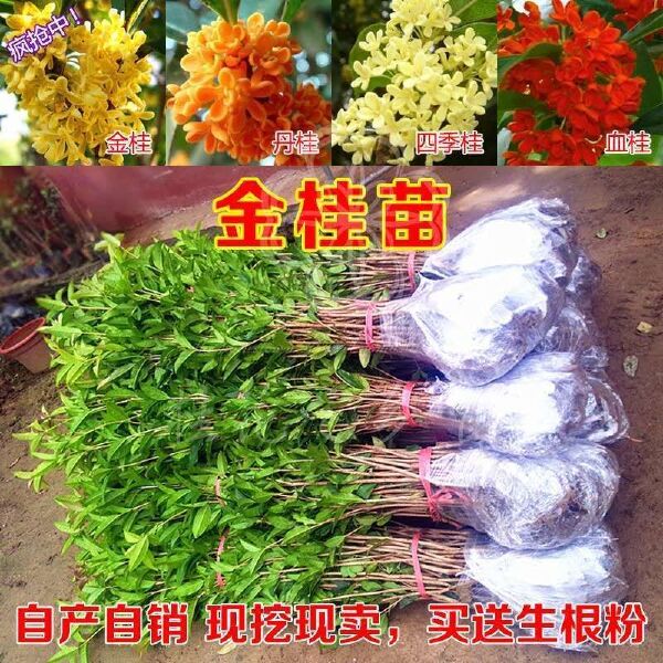  桂花树苗金桂银桂丹桂四季桂大量出售