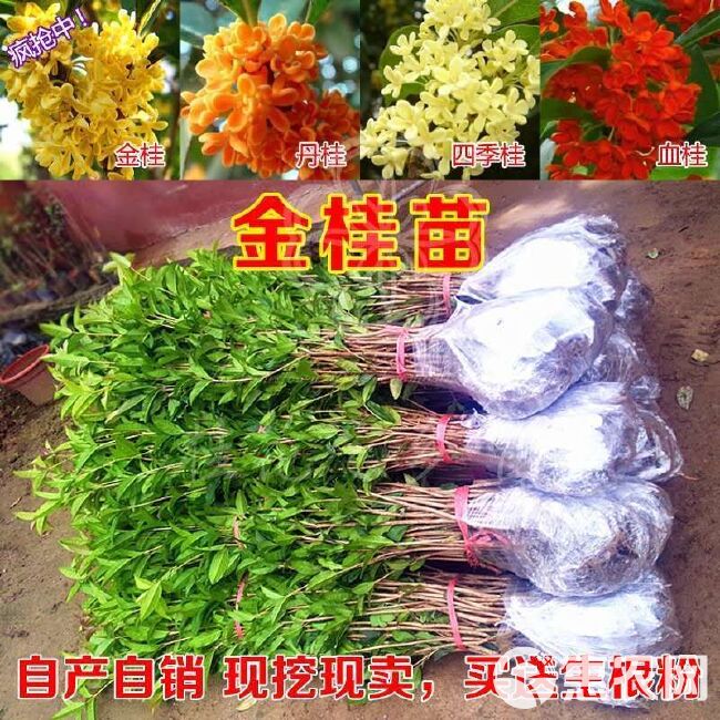  桂花树苗金桂银桂丹桂四季桂大量出售