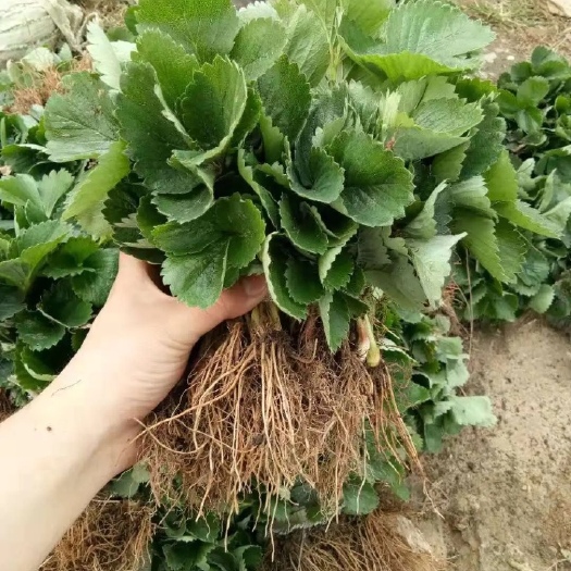 泰安红颜草莓苗，章姬草莓苗 脱毒苗产量高口味香甜顺丰加冰保鲜发货